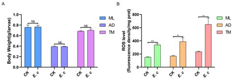 IJMS Free Full Text Homeostatic Regulation Of The Duox ROS Defense