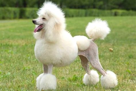 Raza Caniche O Poodle Características Carácter Curiosfera