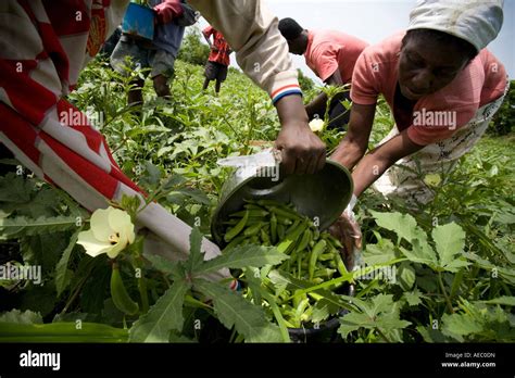 Farm Workers Harvesting Okra Pods In Ghana West Africa Stock Photo Alamy