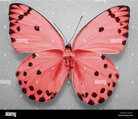Pink Small Spotted Butterfly Stock Photo Alamy