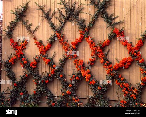 FIRETHORN ESPALIER (PYRACANTHA COCCINEA) / PENNSYLVANIA Stock Photo ...