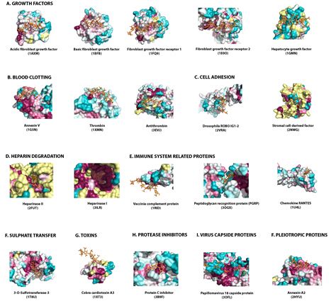 Low Molecular Weight Heparin Clipart 20 Free Cliparts Download Images