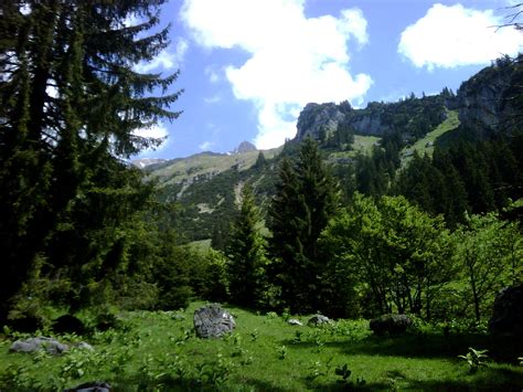 Frisches Grün auf einer Almwiese Fotos hikr org