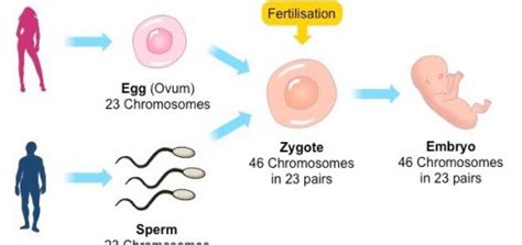 The Embryo Science Online