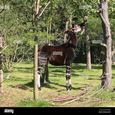 Central African Okapi Or Forest Giraffe Okapia Johnstoni Feeding On