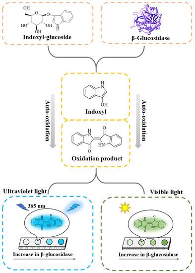 Biosensors Free Full Text A Paper Based Analytical Device