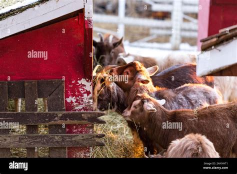 Group Of Cute Dwarf Goats Eating Hay By The Barn Beautiful Farm