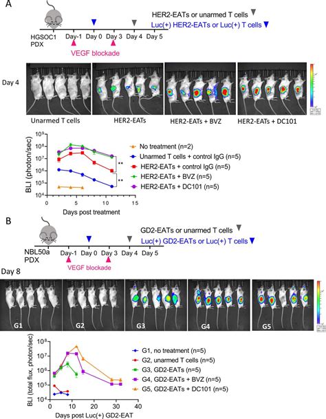 Targeting Tumor Vasculature To Improve Antitumor Activity Of T Cells