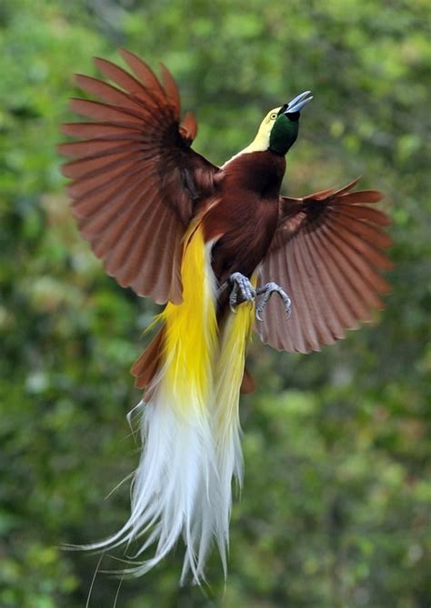 The Male Is A Red And Black Bird Of Paradise With A Yellow Mantle On Its