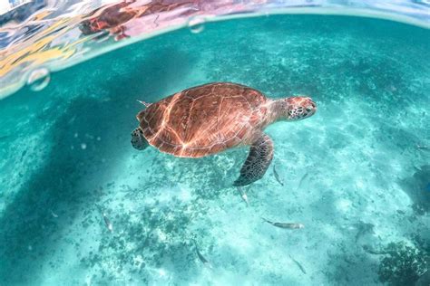 Playa Del Carmen Akumal Beach Swim And Snorkel With Turtles In Mexico