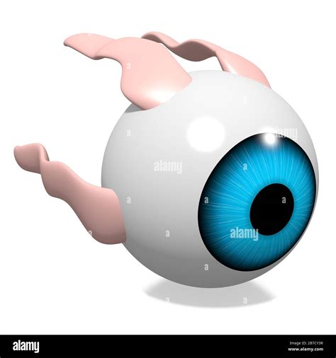 3d Eyeball With Muscles Stock Photo Alamy