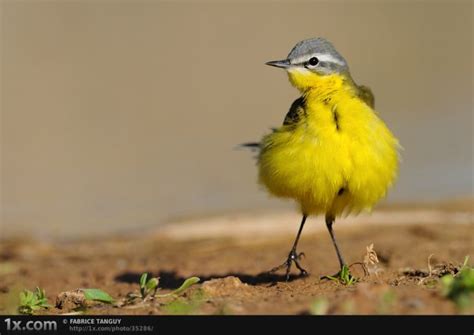 Beautiful Examples Of Bird Photography 41 Pics