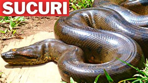 SUCURI ANACONDA A GIGANTE DAS ÁGUAS YouTube