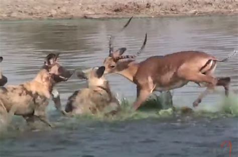 “the Circle Of Predators Crocodiles Dismal Loss Against The Antelope