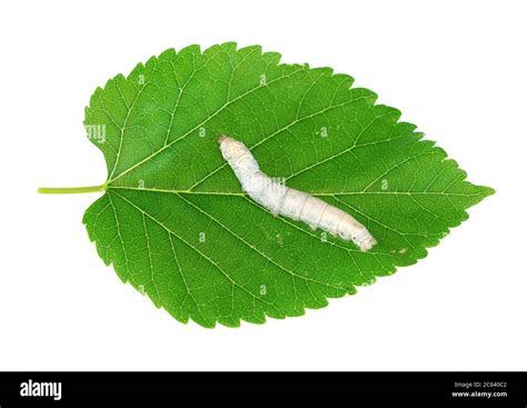 Silkworm On Fresh Green Mulberry Leaf Isolated On White Background