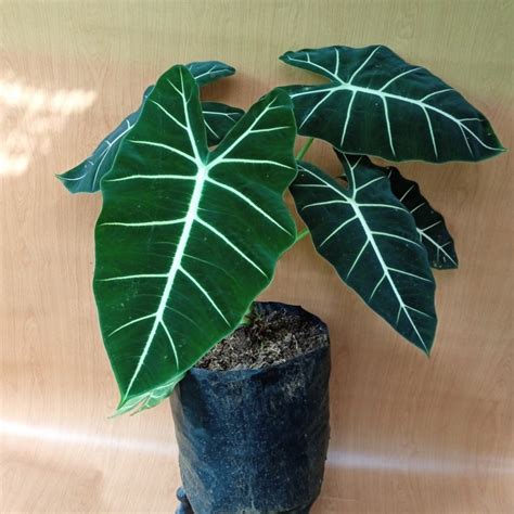 Jual Tanaman Daun KELADI NEON Tanaman Hias Alocasia Green Velvet