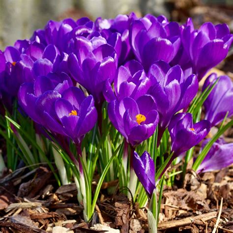 Crocus Flower Record - Beechmount Garden Centre