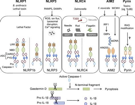 Canonical Inflammasomes NLRP1 NLRP3 NLRC4 AIM2 And Pyrin Ligands