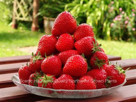 10 250 Seascape Ever Bearing Strawberry Plants Certified Healthy