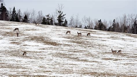 White-Tailed Deer Winter - Free photo on Pixabay - Pixabay