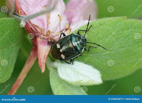 Closeup On A Metallic And White Dotted Brassica Bug Eurydema Oleracea