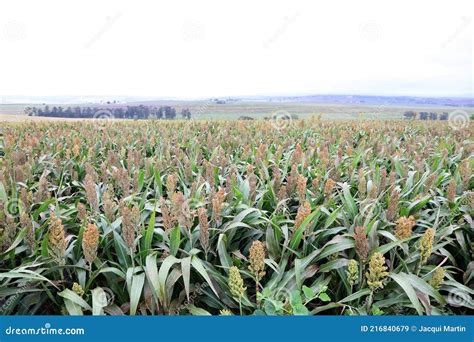 Field Of Sorghum Ready To Harvest Stock Image Image Of Background