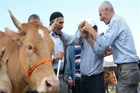 Şafilerde Kurban Eti Nasıl Dağıtılır Güncel Oku