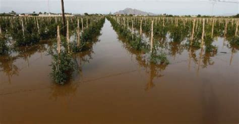 Murcia España 200 Mil Hectáreas De Diversos Cultivos Dañadas Por