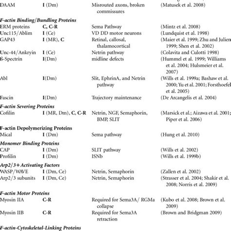 Structural Characteristics Of F Actin And Actin Associated Proteins