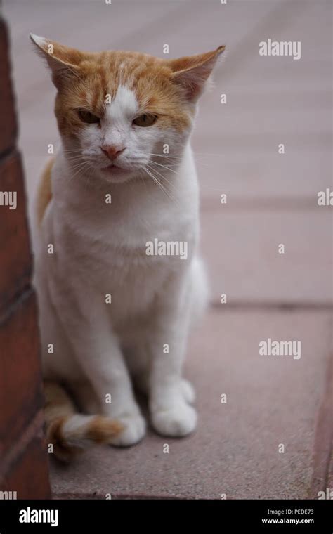 Gato enojado fotografías e imágenes de alta resolución - Alamy