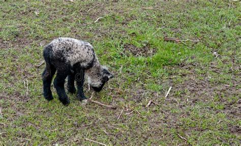 Prime lamb stock photo. Image of green, prime, meat, grass - 50566800