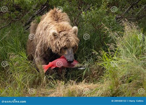 Brown Bear Fishing For Salmon In Alaksa Stock Image Image Of Snout