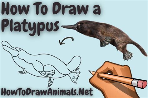 How To Draw A Wallaby Easy Drawing Tutorial