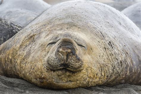 Southern Elephant Seals Mirounga Leonina Annual Catastrophic Molt