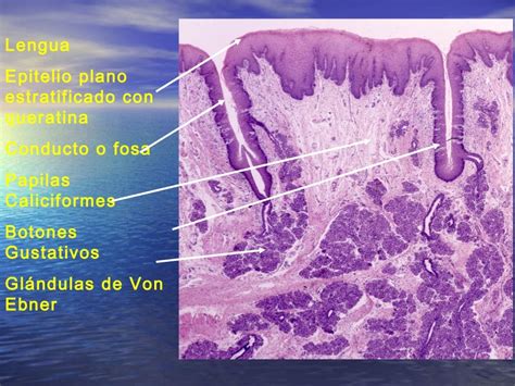 Clase Histologia Aparato Digestivo Ii Pdf Sistema Digestivo Humano