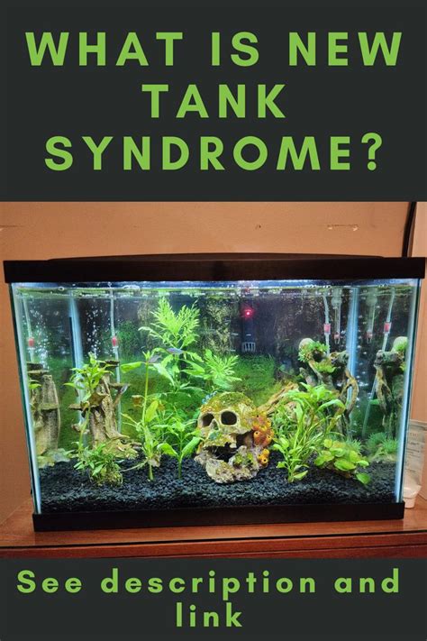 Understanding New Tank Syndrome In 2023 New Tank Beneficial Bacteria