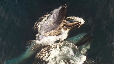 Whales Also Have Wax In Their Ears Find Out What It Is For Maritime