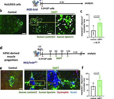 Notch Inhibitor Dapt Improved Transplantation Efficiency A