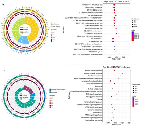 Figure From Salidroside Inhibited The Proliferation Of Gastric Cancer