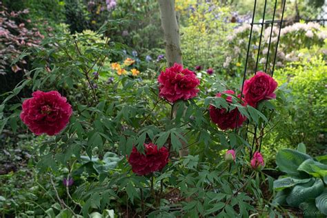 Zielono Zakr Ceni Piwonia Drzewiasta Paeonia Tree Shimadaijin