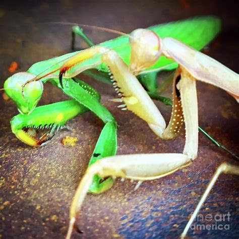 Fighting Mantises Photograph By Chris Dippel Fine Art America