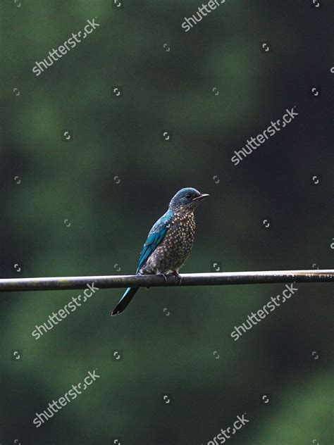 Verditer Flycatcher Eumyias Thalassinus Old World Editorial Stock Photo