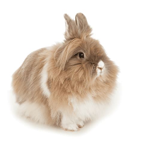 The Lionhead Rabbit Complete Guide And Top Facts