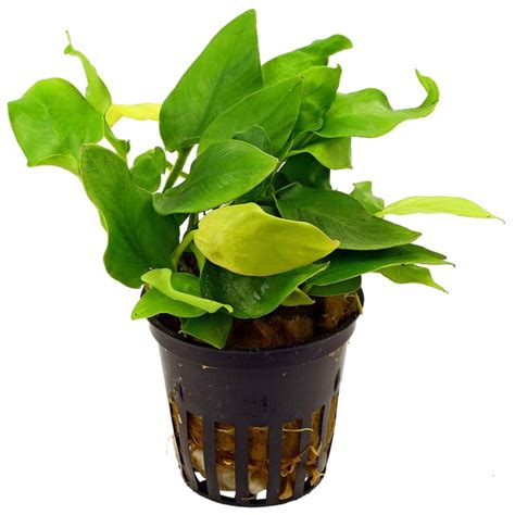 Anubias Barteri Var Nana Golden Plantas De Acuario Costa Blanca