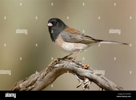Dark Eyed Junco Junco Hyemalis Oregon Form Male Stock Photo Alamy