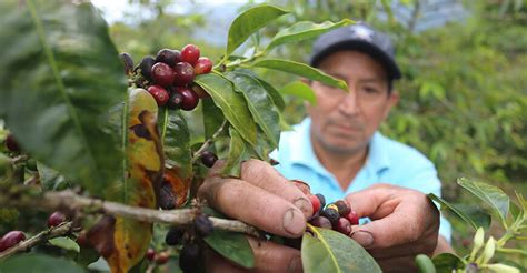 Cajamarca Destina S 5 Millones Para Impulsar Cadenas Productivas