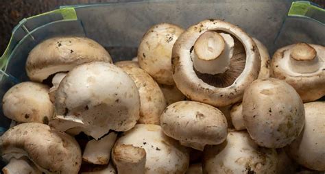 How To Grow Button Mushrooms At Home A Step By Step Guide