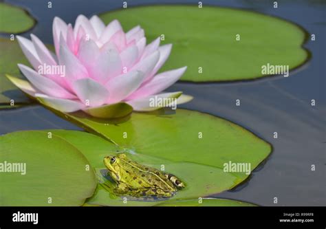 Frog with water lily Stock Photo - Alamy