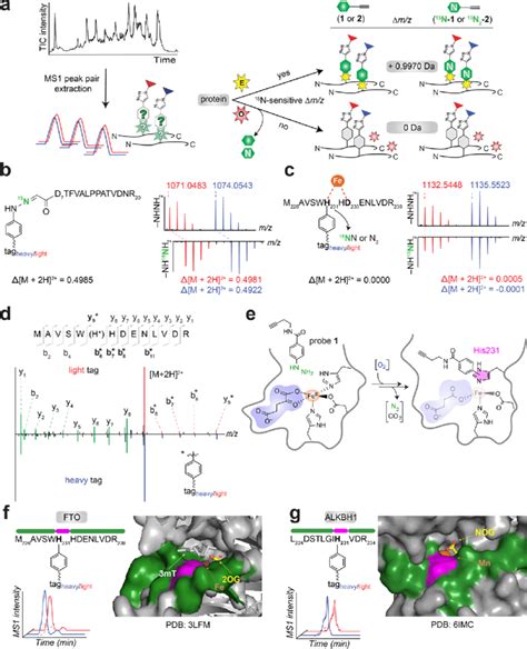 Discovery Of A Covalent Inactivator Of FTO ALKBH1 And Other Fe 2OG