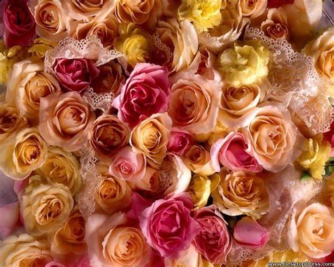 Colorful Roses Desktop Wallpapers Top Free Colorful Roses Desktop